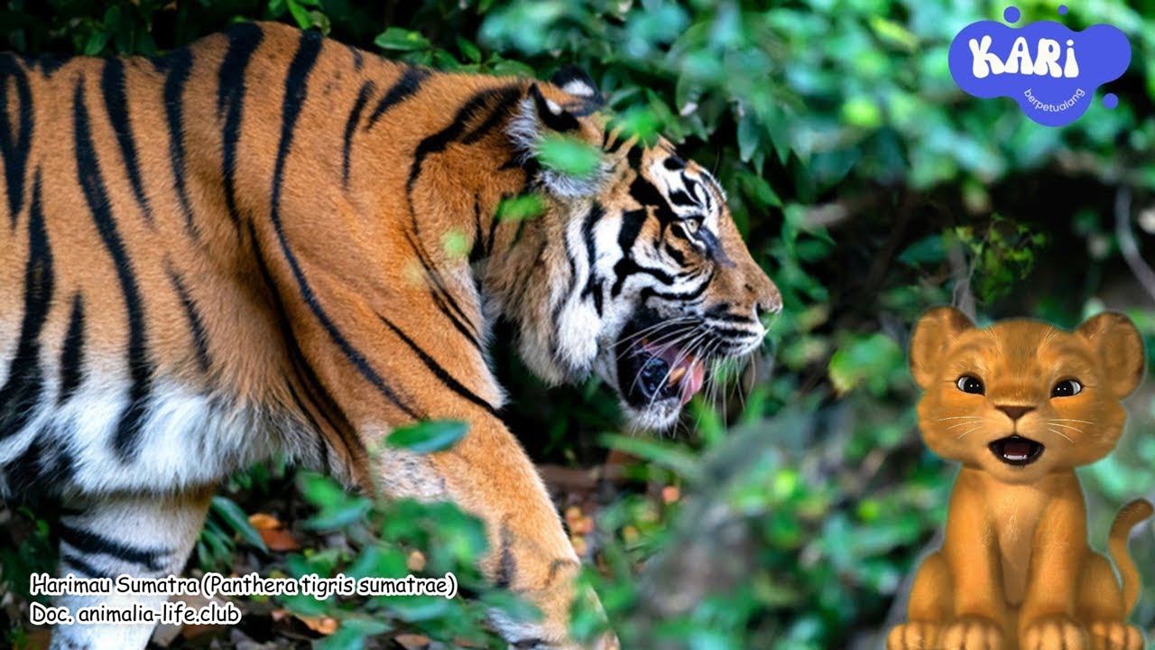 Kari Berpetualang ke Taman Nasional Berbak Sembilang