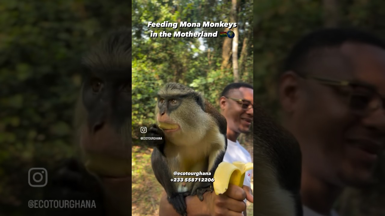 Feeding Mona Monkeys in Ghana🇬🇭❤️#ghana #africa #travel #mrnoisty #ecotourghana #wildlife