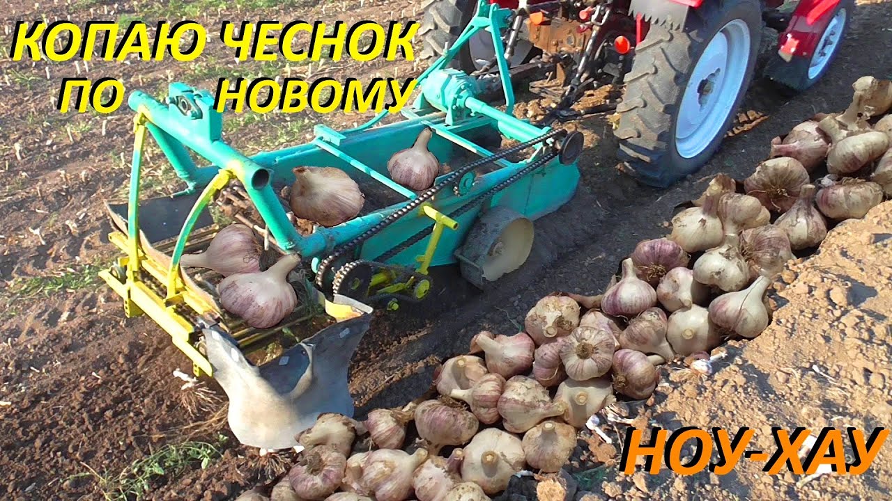 Копаю ЧЕСНОК СУПЕР копалкой !!!