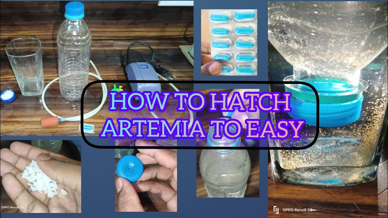 How to hatch Artemia Eggs ||How to Hatch Brine shrimp🦐Eggs in Tamil 