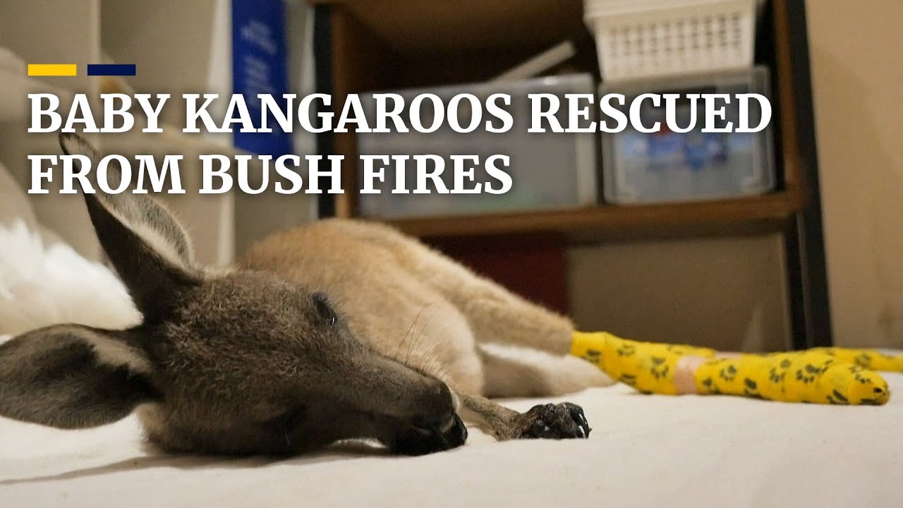 Baby kangaroos rescued from bush fires