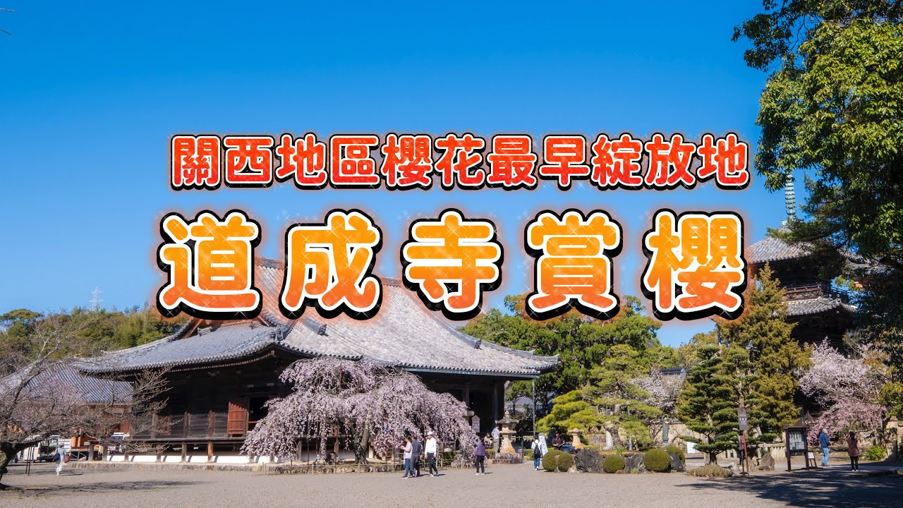 【日本關西地區賞櫻】和歌山縣道成寺賞櫻｜關西地區櫻花最早綻放地｜吉田八幡神社櫻花