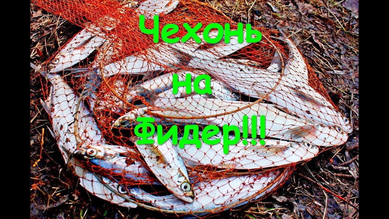 Поехали на плотву, а нарвались на Чехонь Ловля Чехони на Фидер!