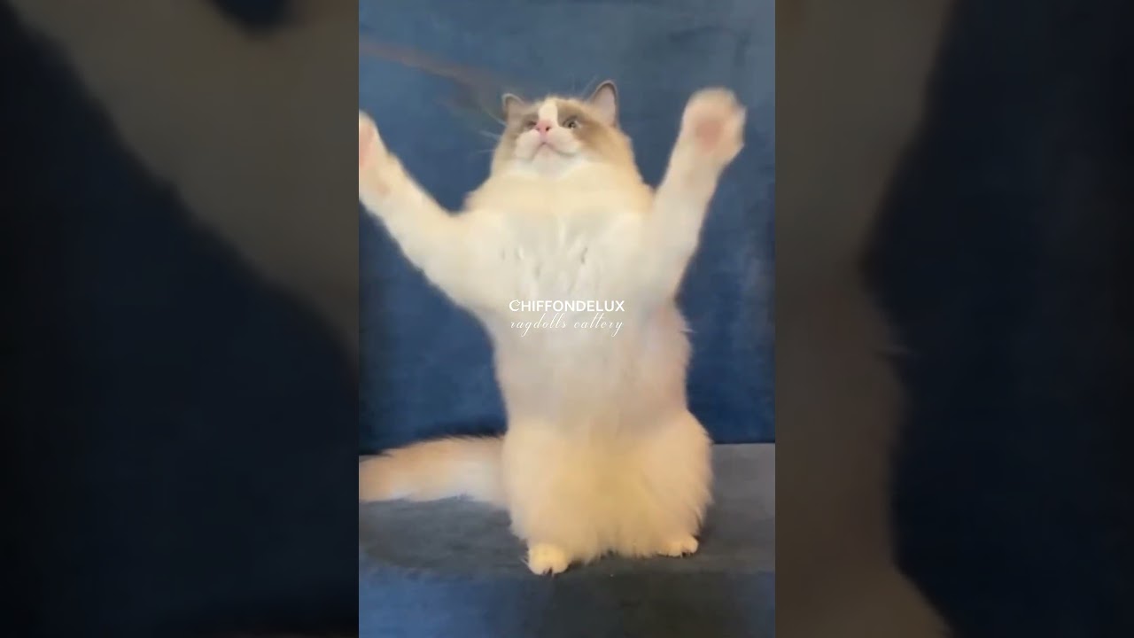 Ragdoll, Vendetta CHIFFONDELUX, 8 months, blue bicolour, breed/show