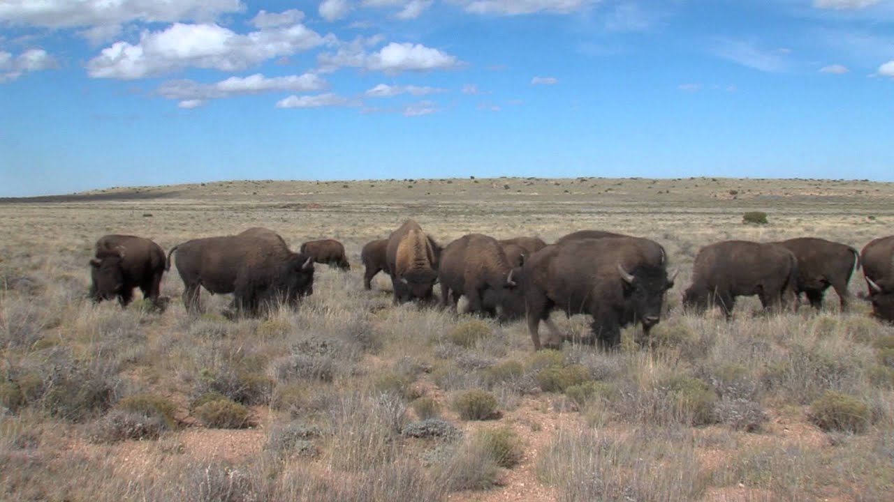 Look at those Bison! Bison Viewing Workshop in Northern Arizona