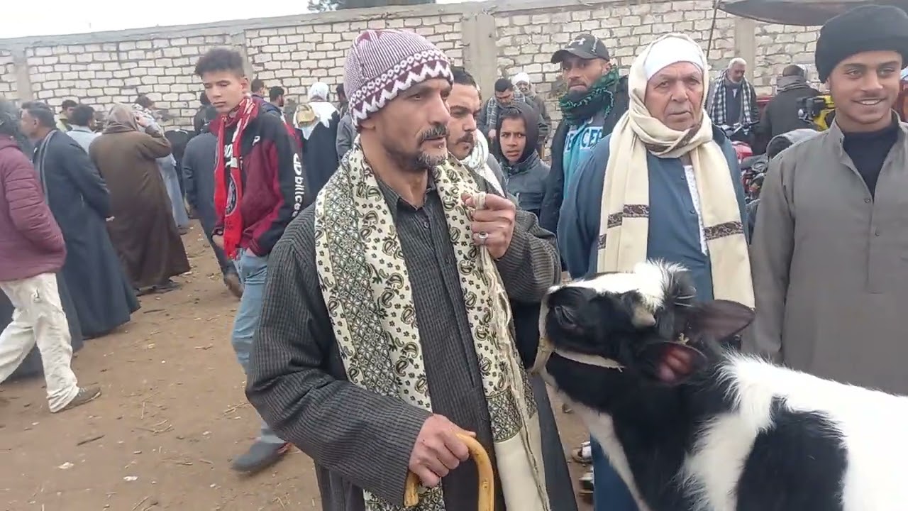 اسعار العجول البقر الدكره فى سوق بيلا كفرالشيخ