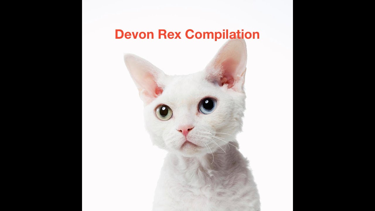 Devon Rex Cat Compilation