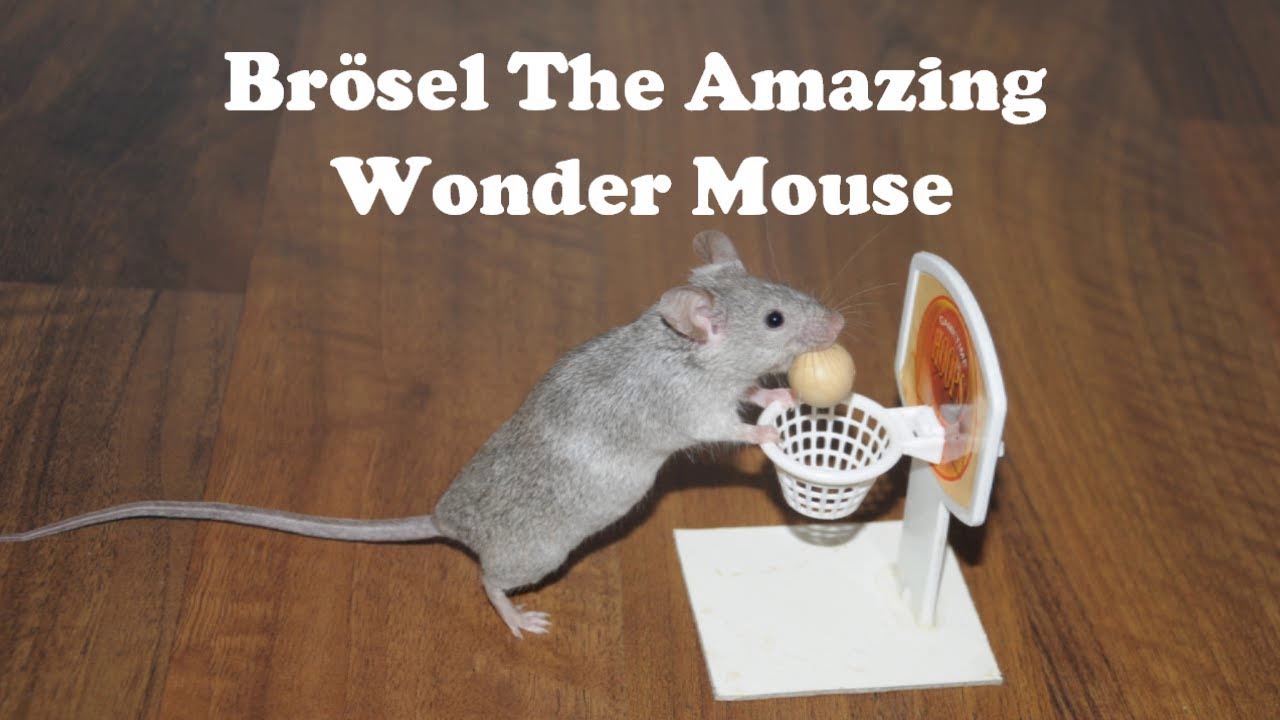 Best Of Brösel The Unbelievably Smart Mouse