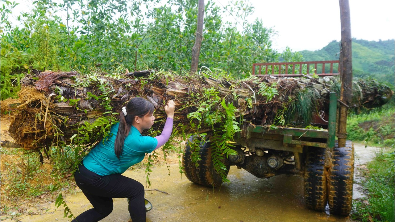 agricultural vehicle transporting wood in the countryside: girl logging alone