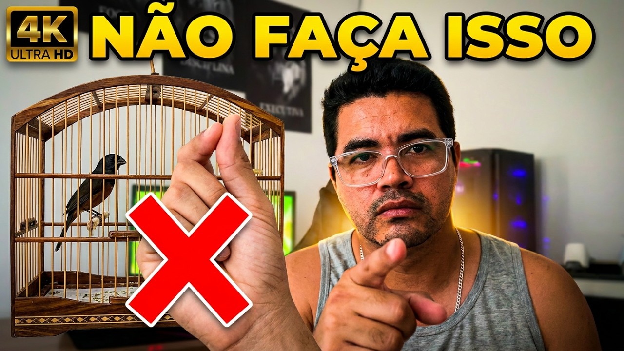 02 vídeo de manejo  | Curió errando entrada, curio muito frouxo pardo 