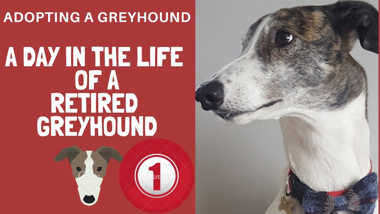 A day in the life of a greyhound - Good morning Magnus