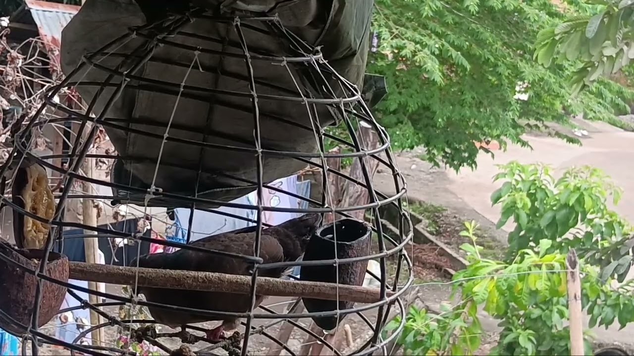 Mabait na talaga ang puting kuko. Na si mokmuk. Alimukon birds: white eared brown dove.