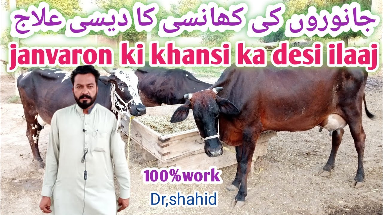 Dairy farm|| buffalo cow ki khansi ka desi ilaj/cow bhains ko khansi hai/ By Dr,shahid
