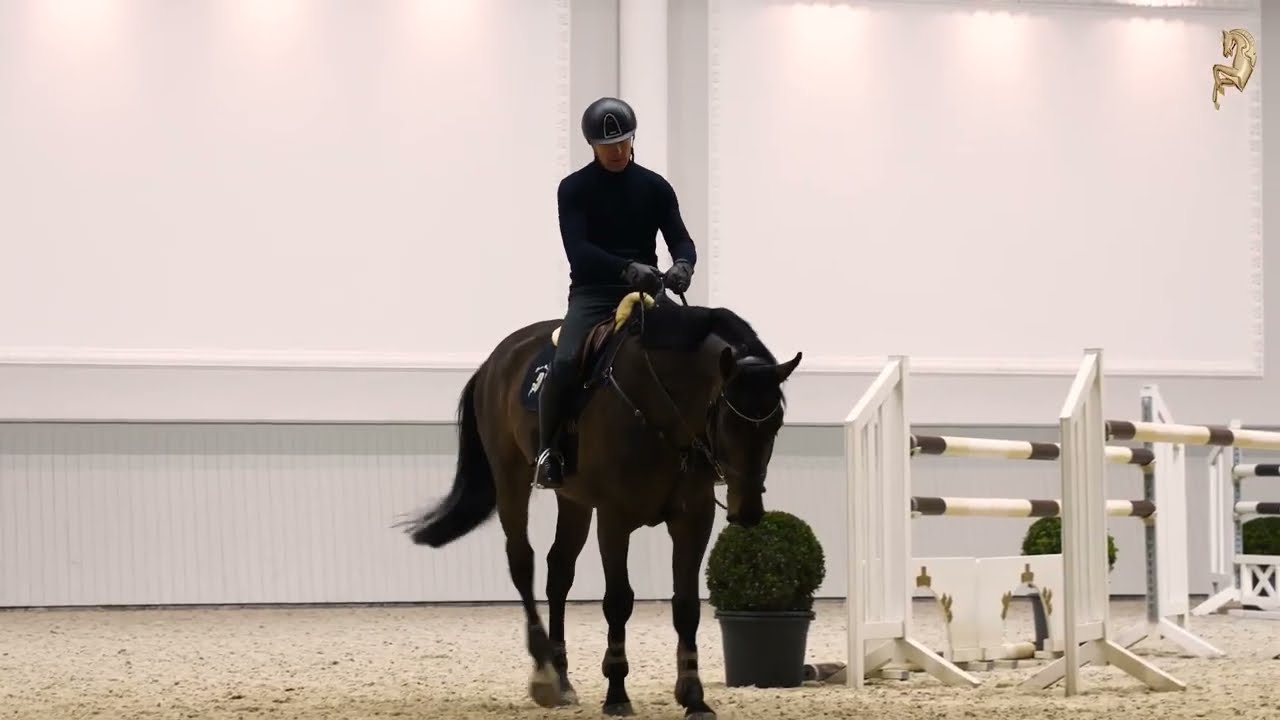Sixpack, geb. 2015, v. Schenkenberg - Calido - Landgraf
