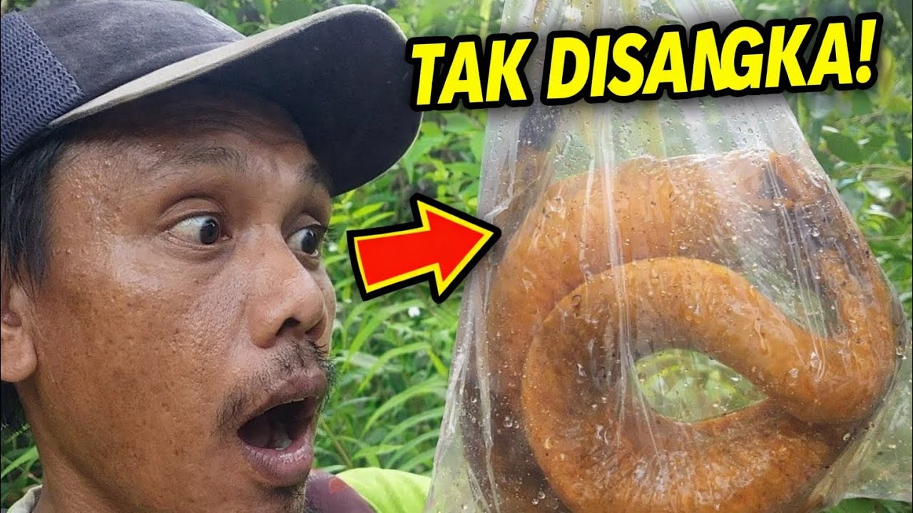 Sudah Mau Menyerah, Perangkap Ini Justru Menghasilkan Belut Monster