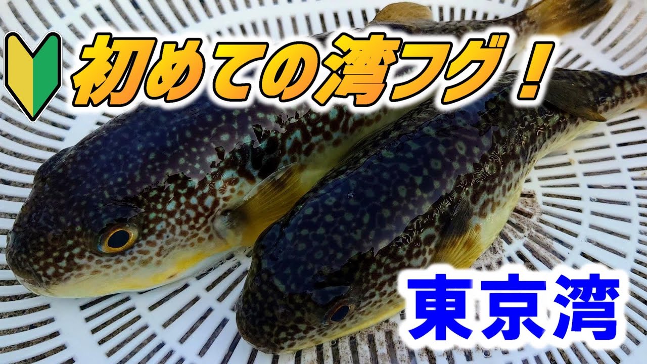 【東京湾】初めての湾フグ【船釣り】