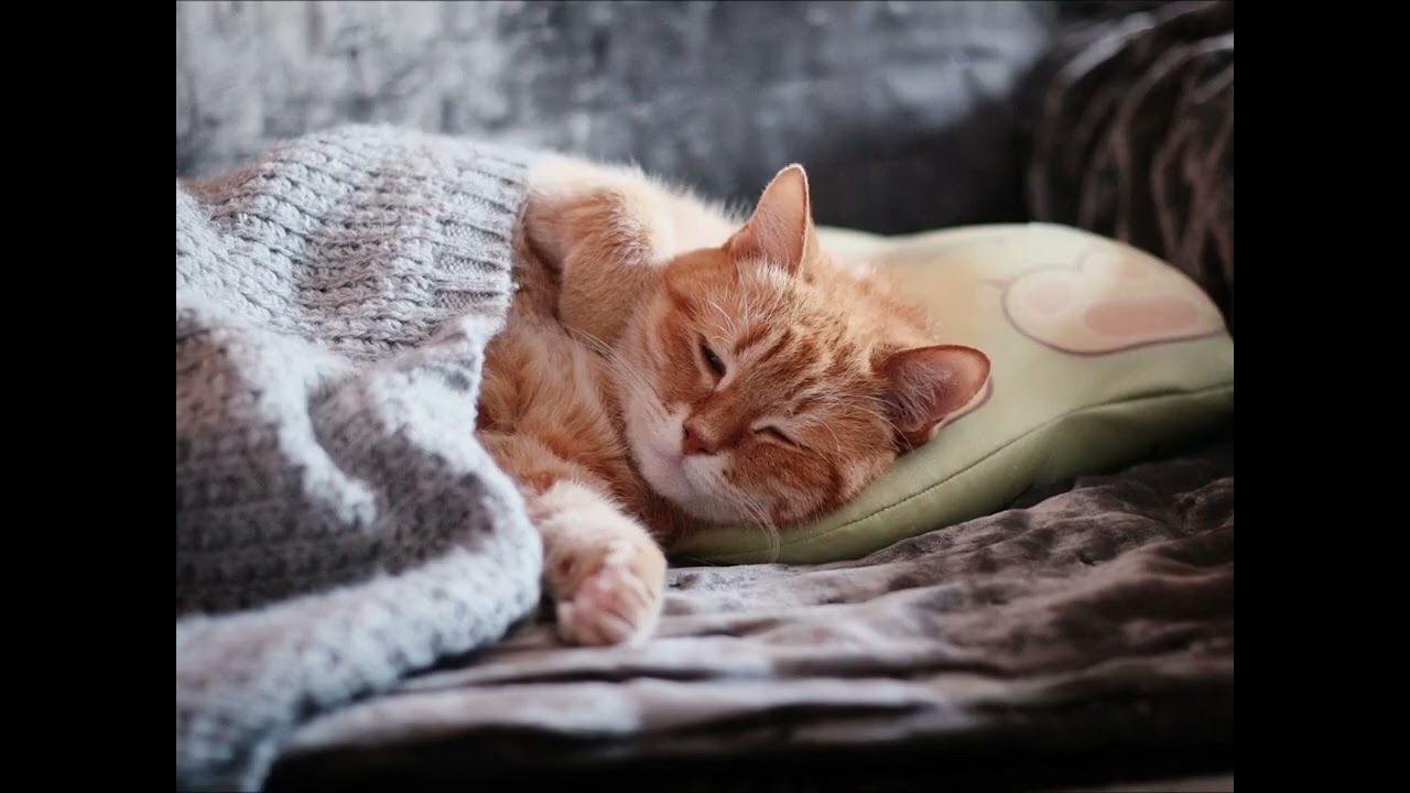 Simple Comforts