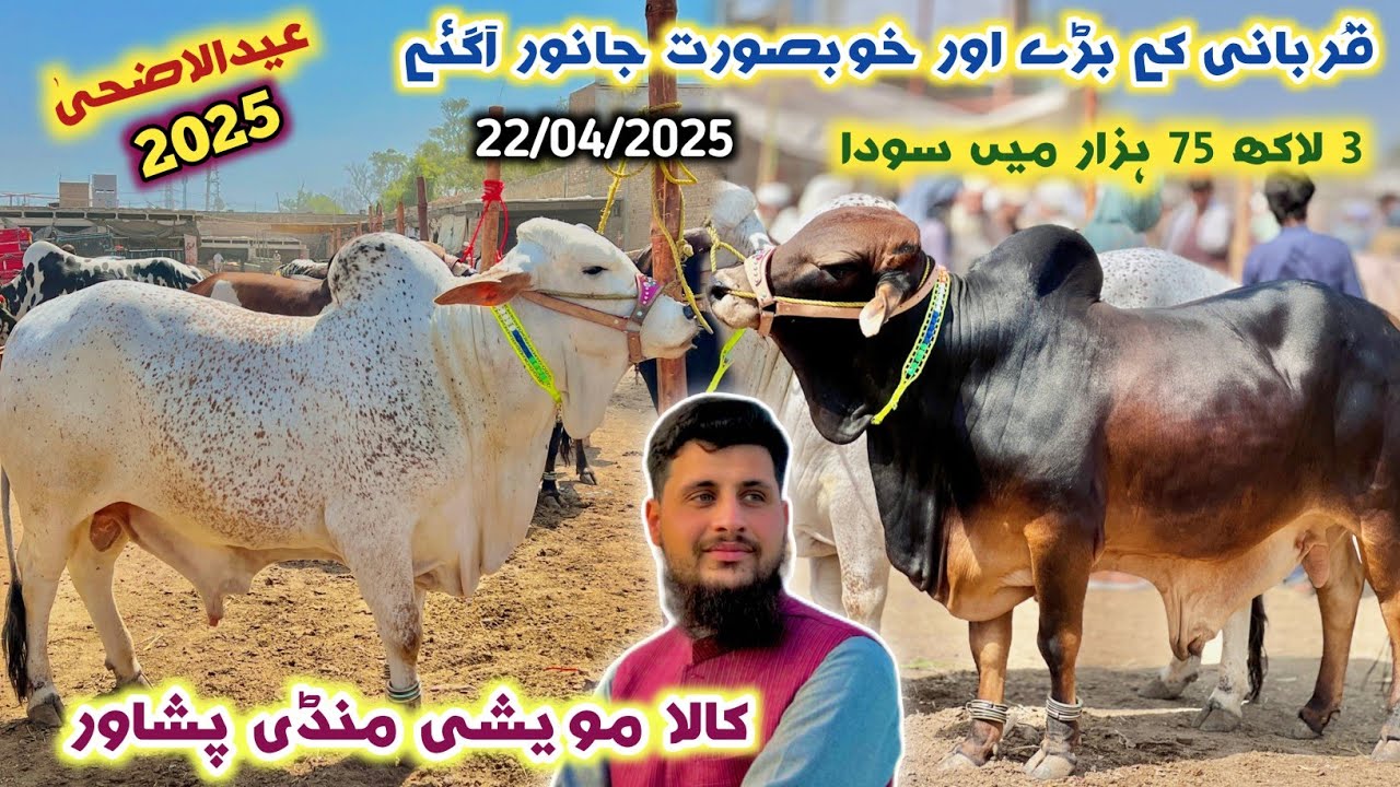 Kala Mandi Peshawar 22/04/2025 New Updates | Eid Ul Azha Cattle Prices 2025 | Izhar Ali Shah vlogs