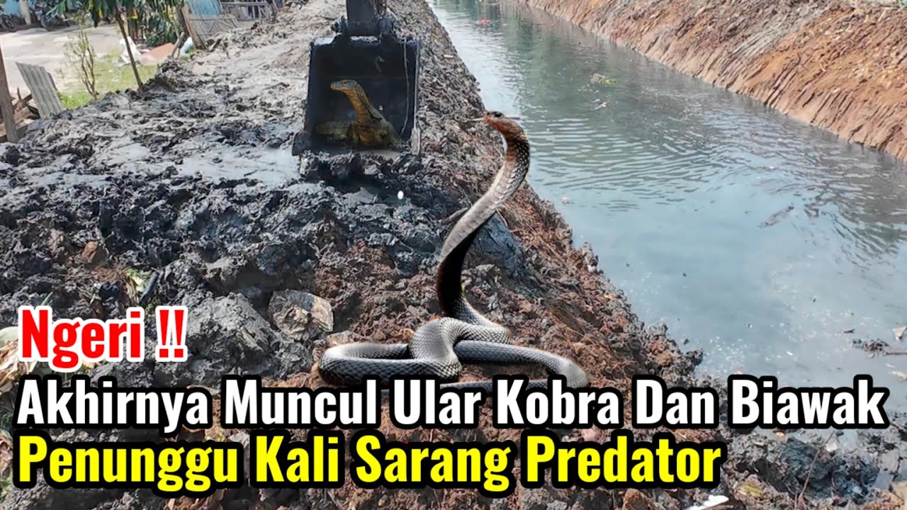 Ngeri‼️Akhirnya Muncul Ular Kobra Dan Biawak Penunggu Kali Sarang Predator