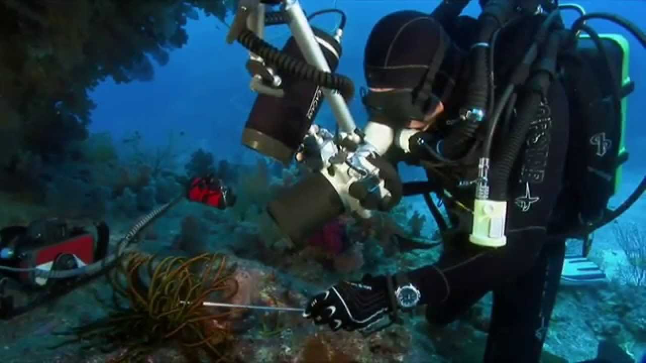 Au royaume du nautile