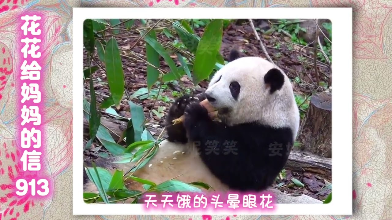 《花花给妈妈的信913》 自古红颜多寂寞，从来高处不胜寒啊～😂#来这吸熊猫 #大熊猫和花#大熊猫和花和叶 #熊猫花花 #大熊猫