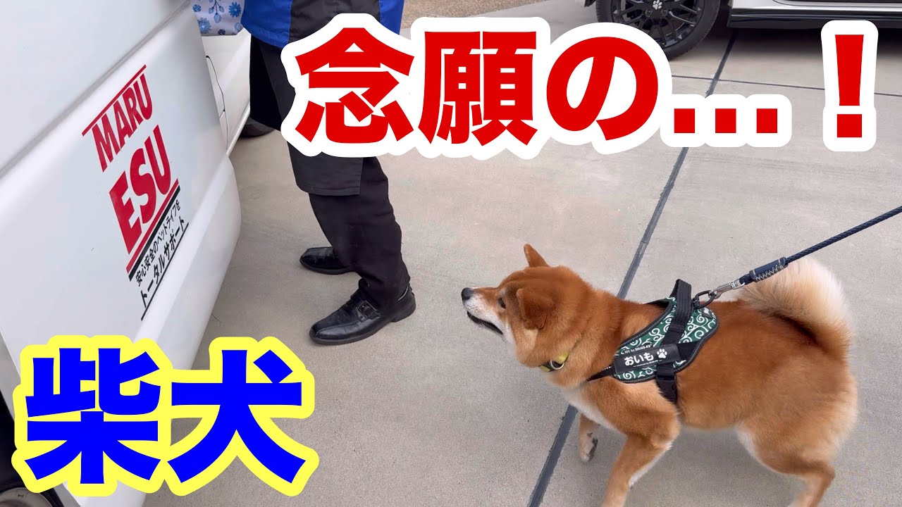 【柴犬】念願の丸エス号に乗って里帰り！