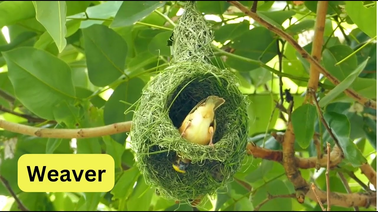 The Majestic Birds of Nature