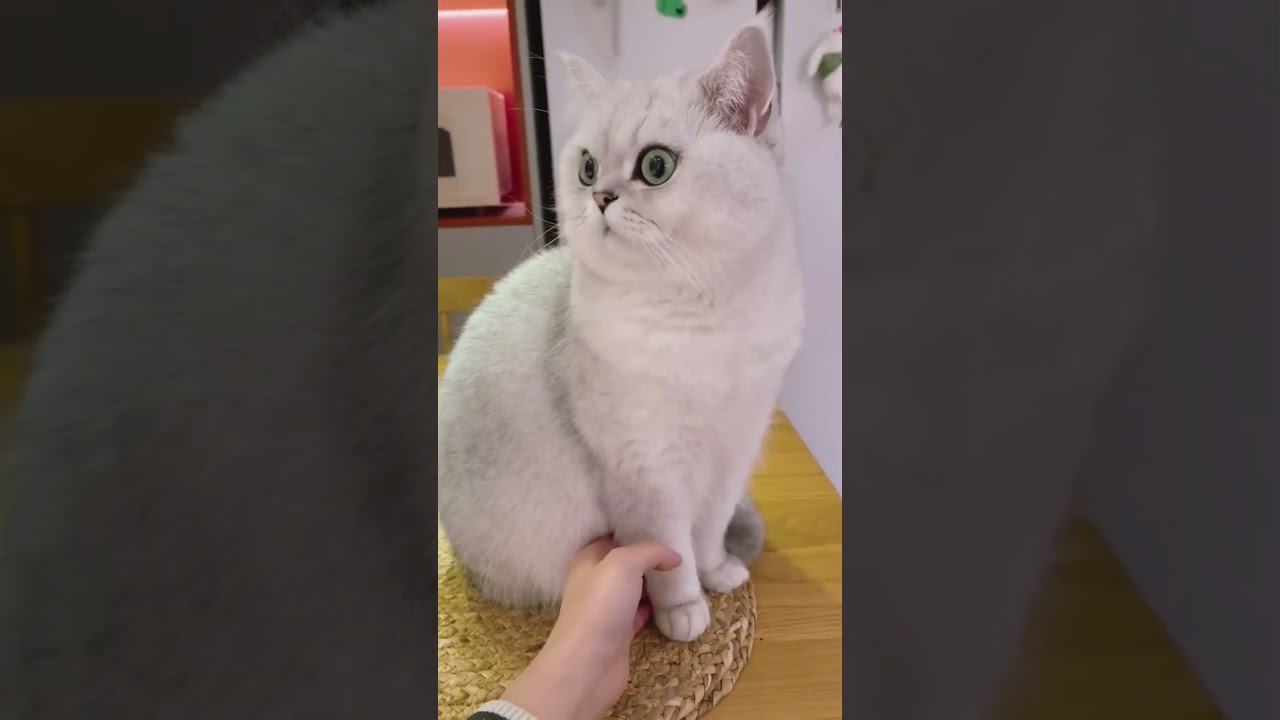 kitten with OCD .. #catvideos #fun #reaction #comedy #pets #shaababies #catcomedy #funny #action