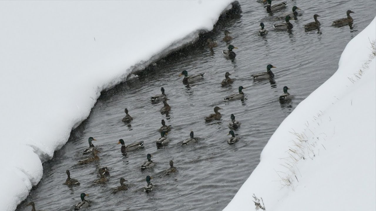 DİZ BOYU KAR! İLK KAR PARLAMA ÖRDEK AVI 2024. KARDA YÜRÜYEMEDİK.. YEŞİLLERE YAKLAŞAMADIK. DUCK HUNT.