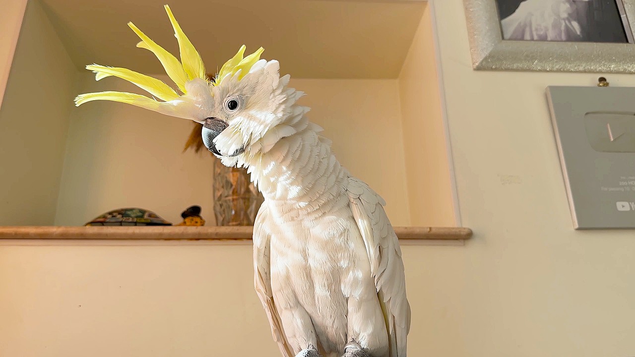 Parrot Christina is shocked, who else is this? Попугай Кристина в шоке, кто это еще?