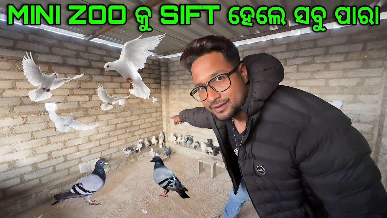 MINI ZOO କୁ SIFT ହେଲେ ସବୁ ପାରା 😍|| PITBULL DOG || GERMAN SHEPHERD DOG || @JAPUARABPETVLOG 