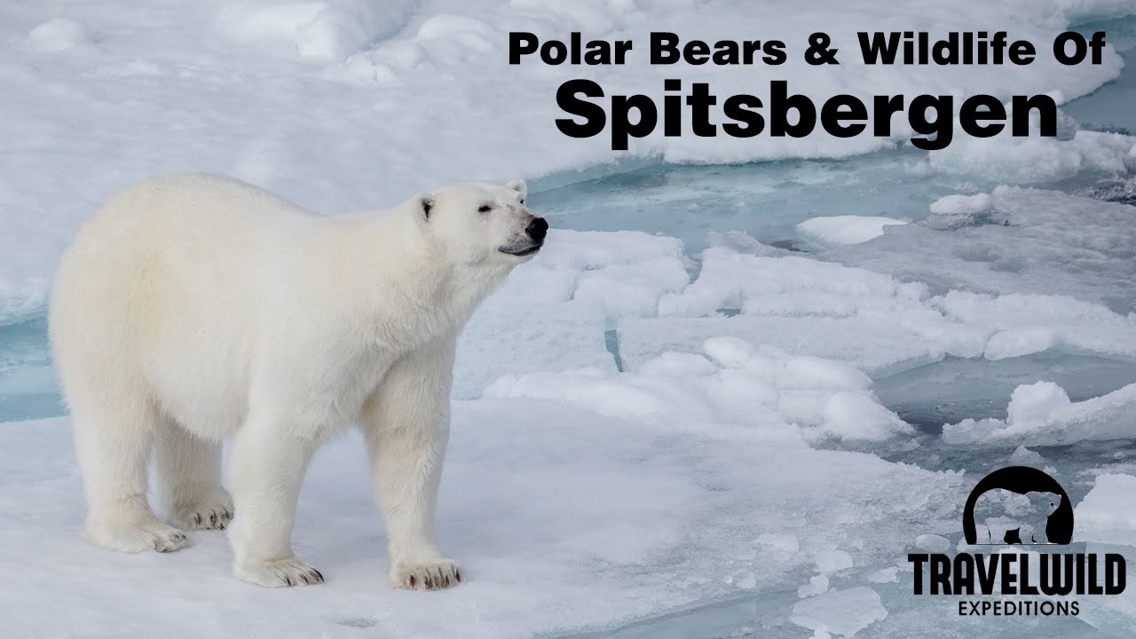 Polar Bears and Wildlife of Spitsbergen Svalbard