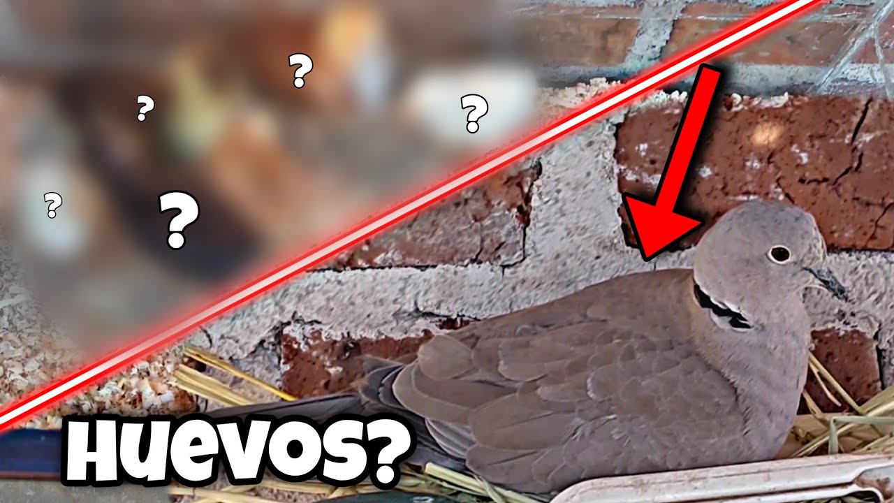 Compre 5 Animalitos nuevos!! 🥰 Mi paloma ya tiene huevos? 🤯