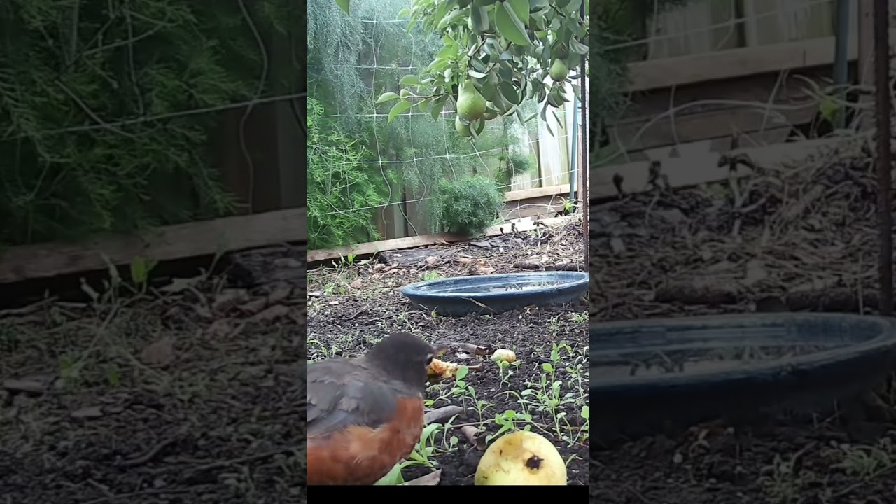 Teaching my pet squirrel how to garden #trailcam #birds #animals #funny #nature #squirrel #cute