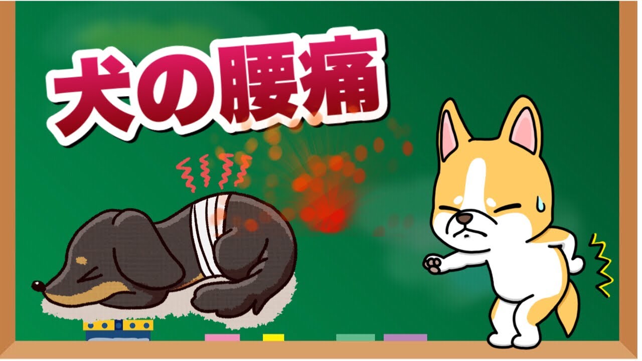 【犬の腰痛】原因・症状・対処法について獣医師が解説します