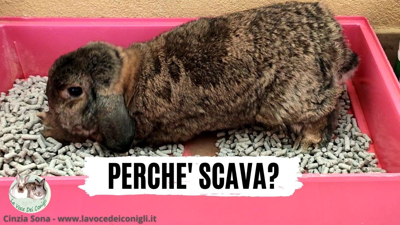 Perchè il CONIGLIO SCAVA?