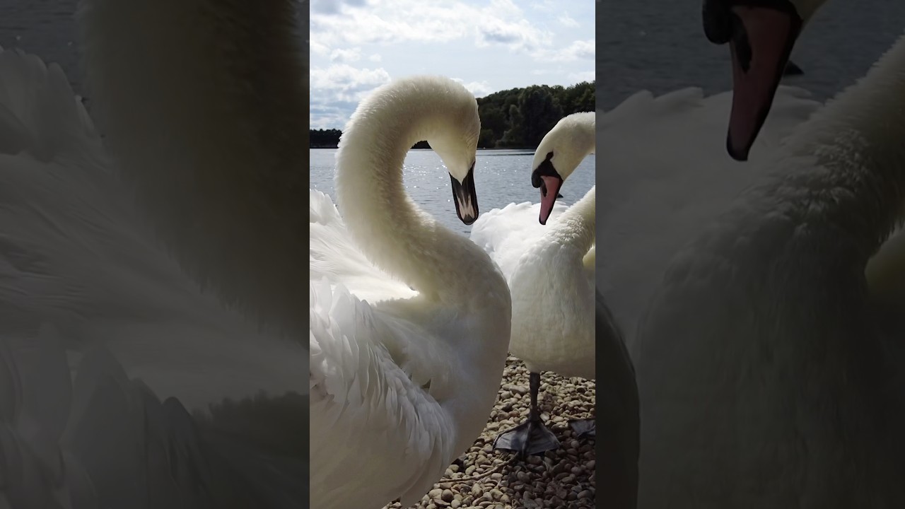 Majestic Swans ❤️