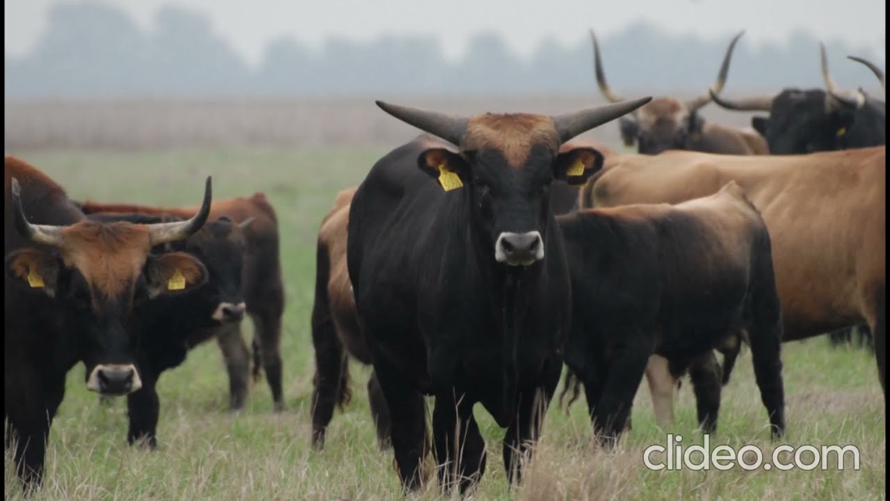 Alla scoperta della steppa a Hortobágy (video vincitore Festival di'Italiano 2021)