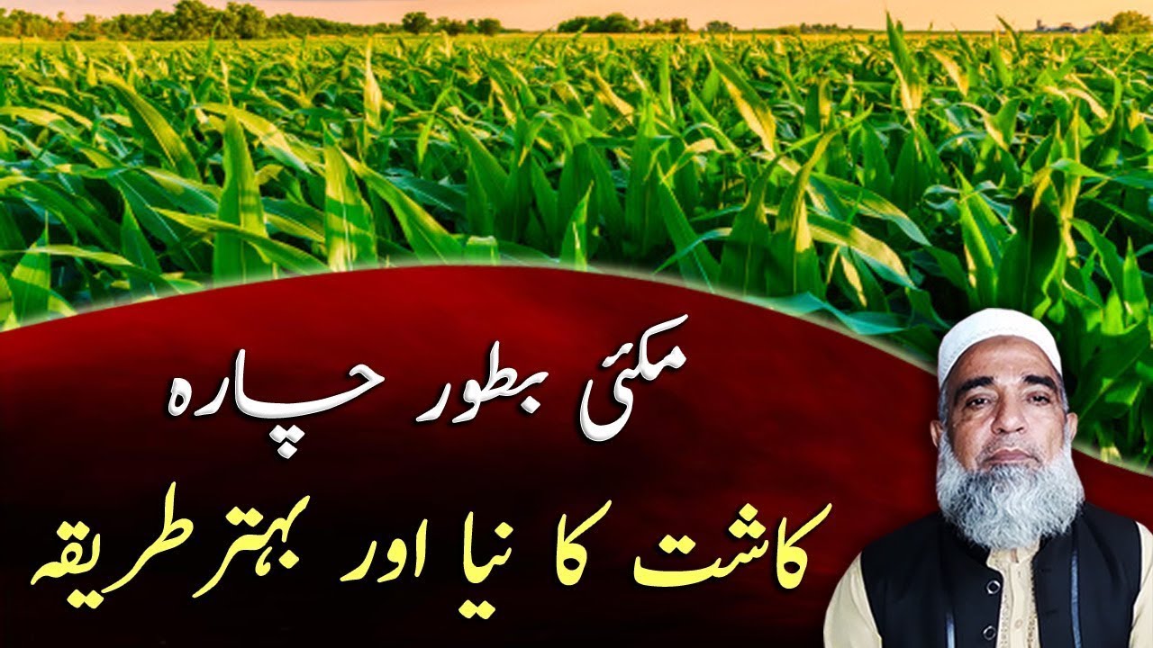 Bed/ridge Planting of Maize Fodder crop || Crop Reformer