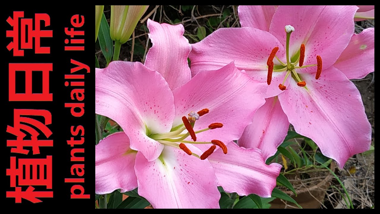 how to plant and grow lily from bulb to bloom and harvest bulbs