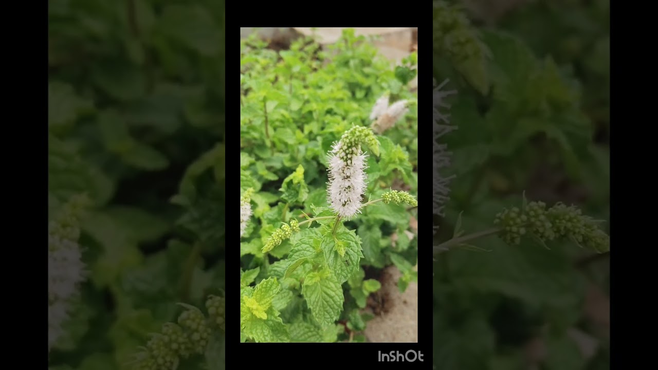 #mentha spicata🌿