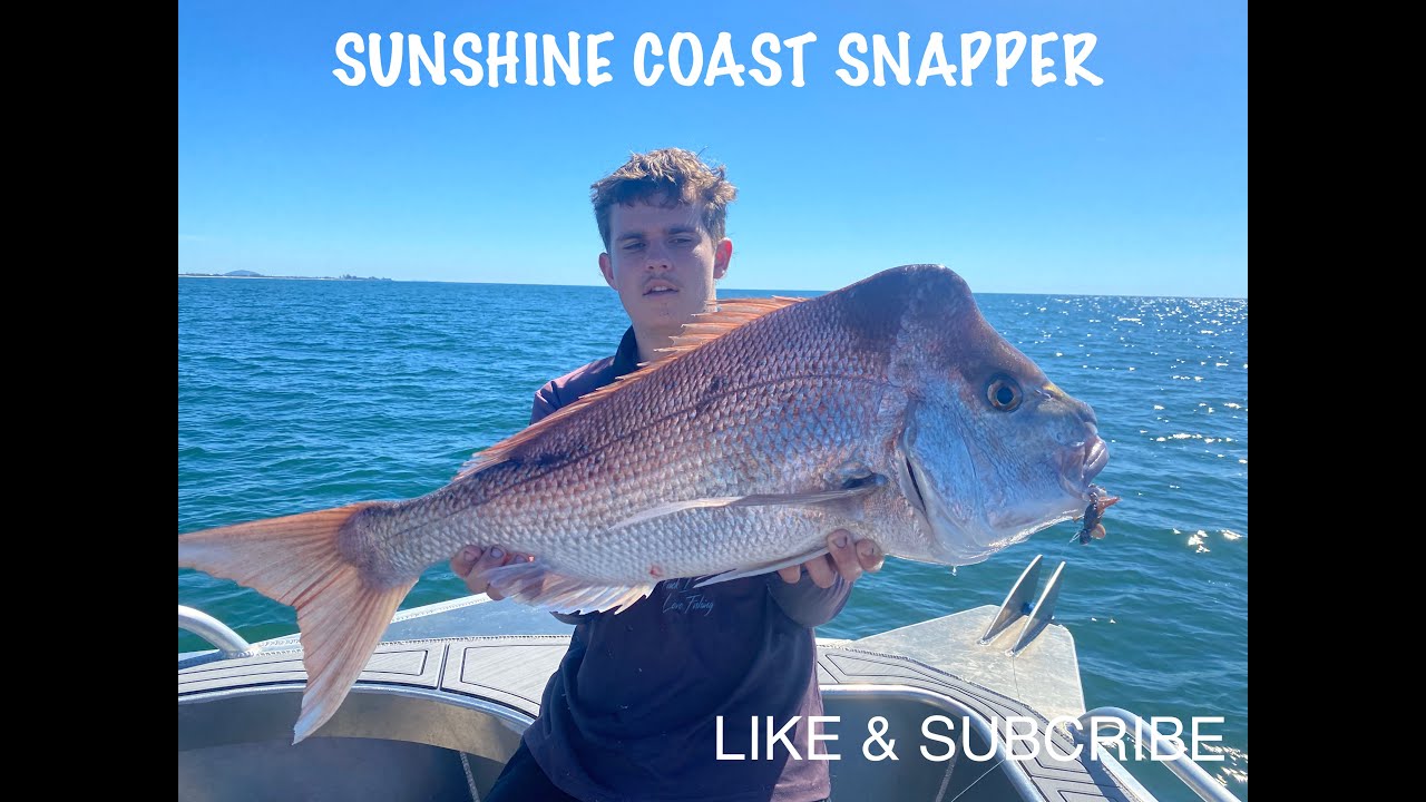 GIANT SNAPPER SUNSHINE COAST, small lures catch giant fish in shallow water