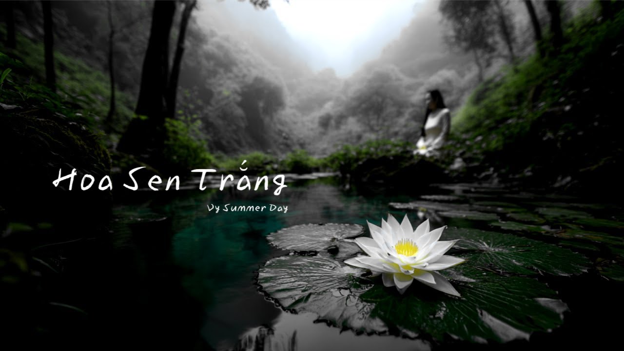 Hoa Sen Trắng - Vy Summer day | Nhạc trẻ, Nhạc việt 2026