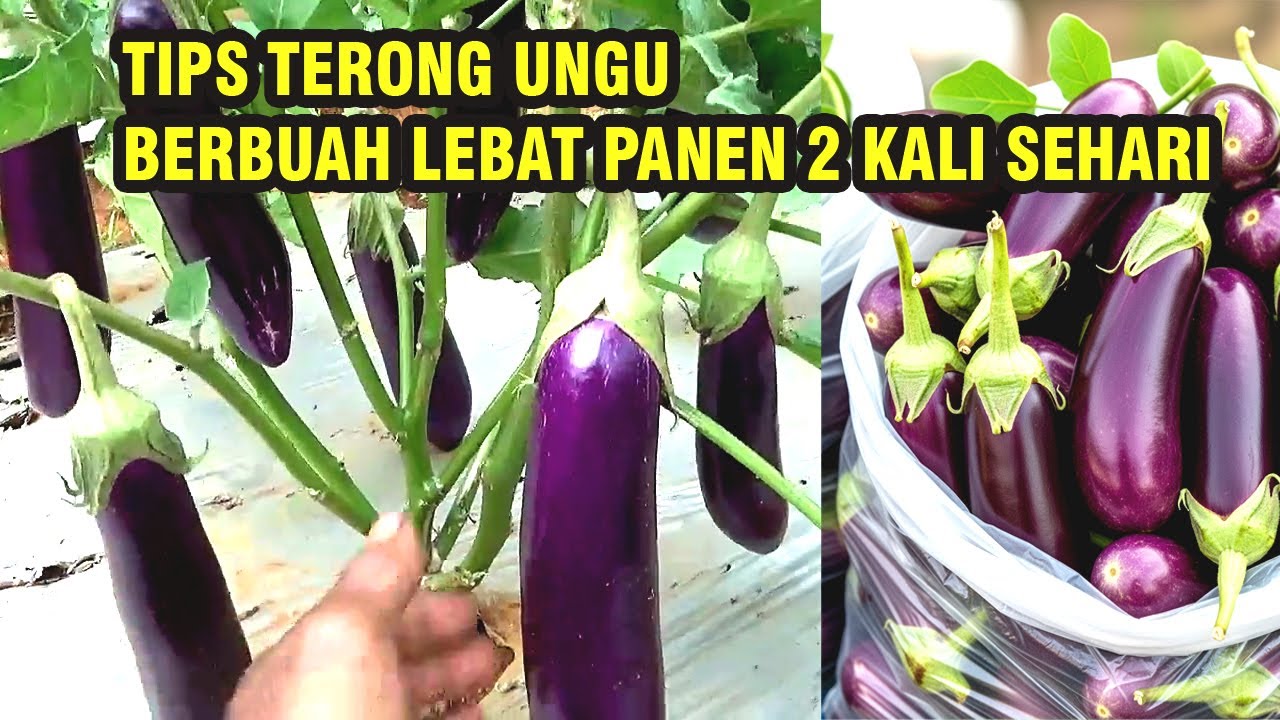 CARA MENANAM TERONG UNGU  AGAR BUAH LEBAT PANEN BISA 2 HARI SEKALI