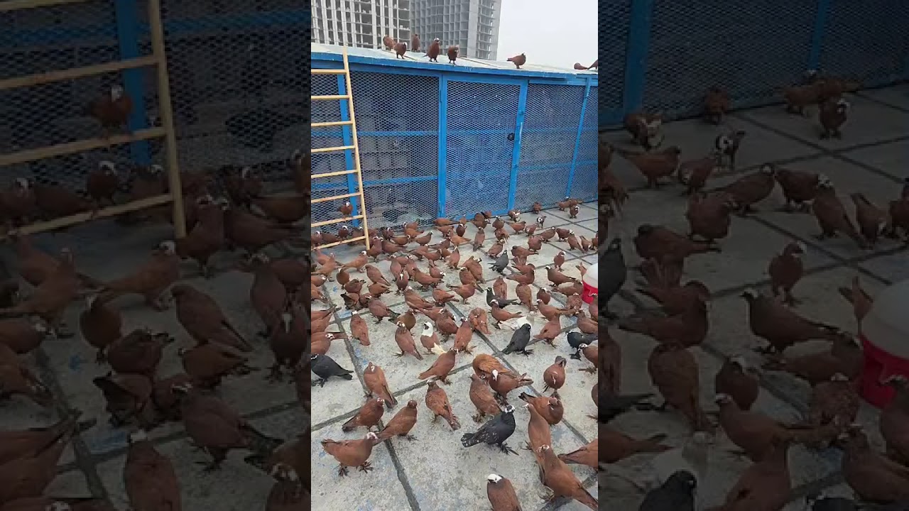 زيارة الى الكابتن ايهاب البهادلي 