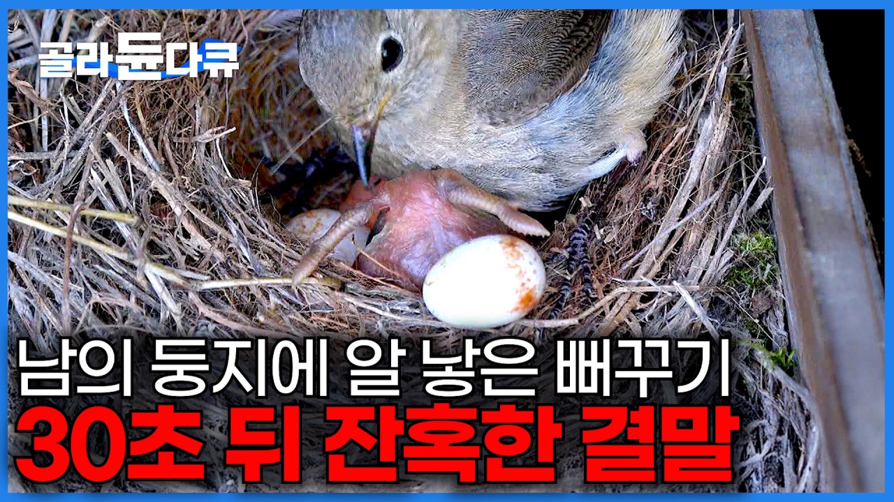 보고도 믿을 수 없다는 갓 태어난 뻐꾸기의 충격적인 행동｜남의 둥지에 새끼 낳은 것도 모자라, 태어나자마자 집 주인을 제거하는 '탁란' 비극｜다큐프라임｜#골라듄다큐