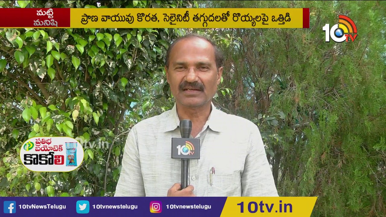 వనామి రొయ్య సాగులో మెళకువలు | Vannamei Prawn Farming Techniques | Matti Manishi | 10TV News