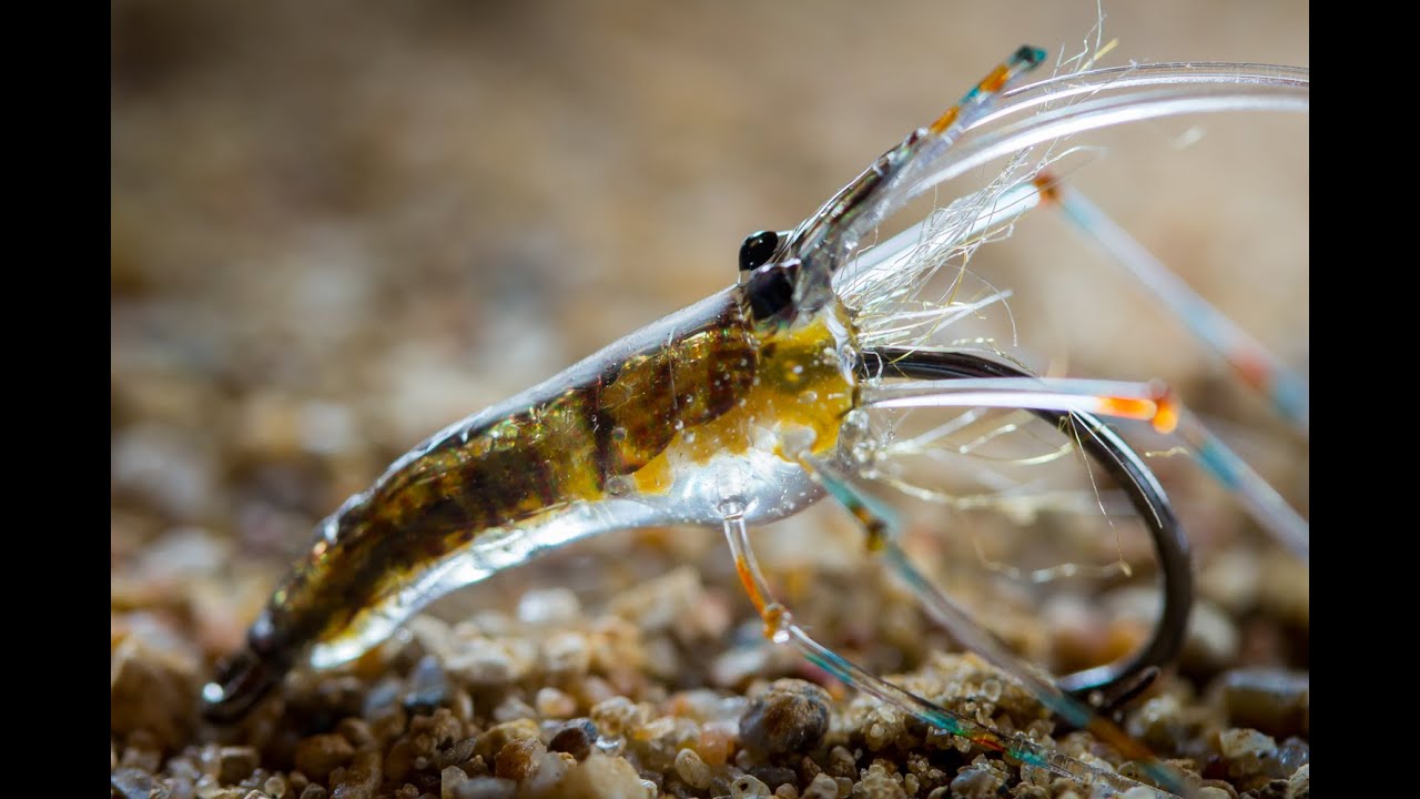 AHREX - Glass Shrimp - Tied by Morten Hansen