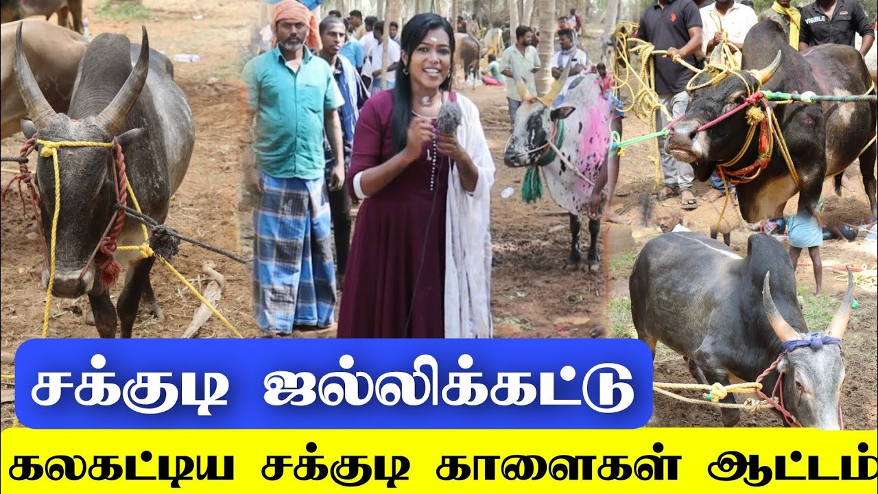 சக்குடி ஜல்லிக்கட்டு...  சும்மா கலகட்டிய சக்குடி கூட்டம் / காளைகள்  அனல் பறக்க ஆட்டம்....