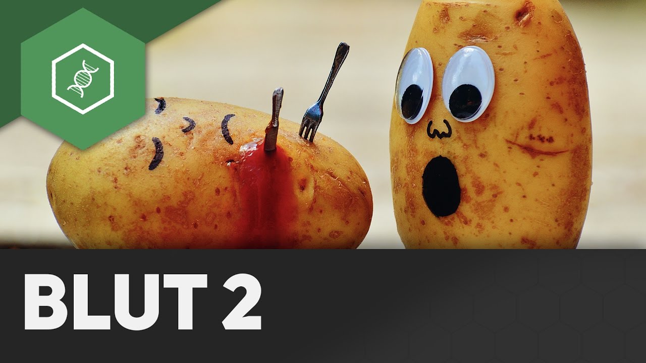 Wie heilen Wunden?! - Blut 2